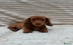 Miniature Dachshund dogs for sale: Quality Miniature Dachshund puppies - Image 6