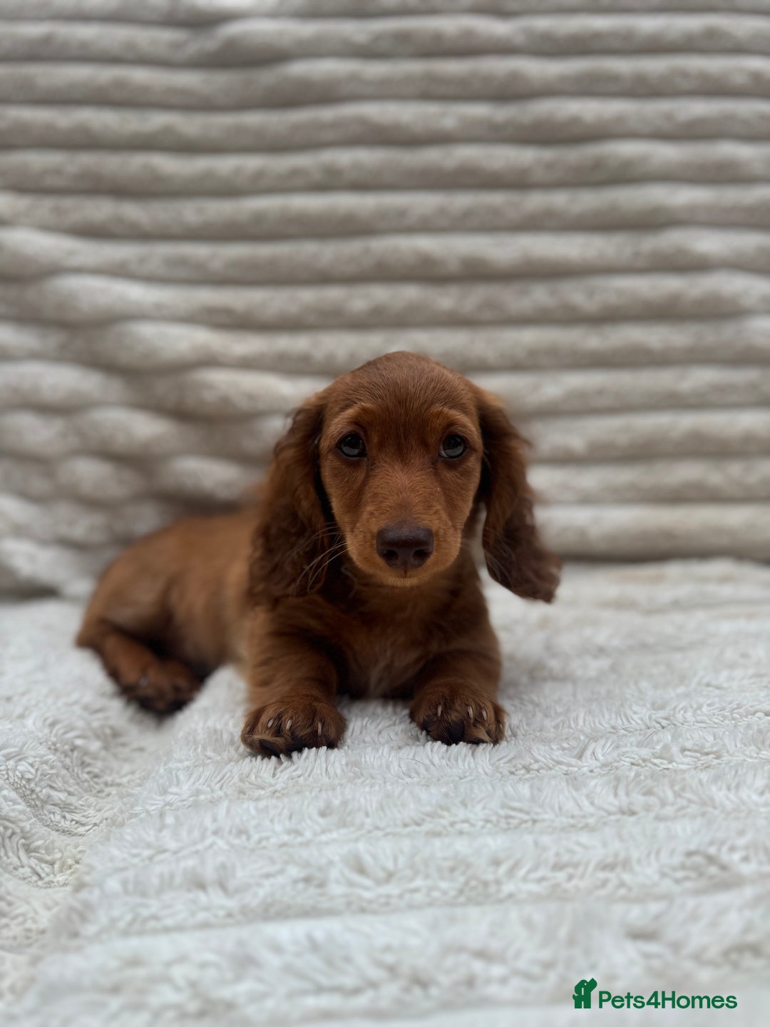 Miniature Dachshund dogs for sale: Quality Miniature Dachshund puppies - Image 6