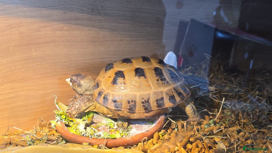 Tortoise reptiles for sale: Horsfield tortoise - Image 3