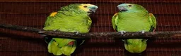 Parrots birds for sale: Wanted Blue Fronted Amazon Parrot - Advert 1