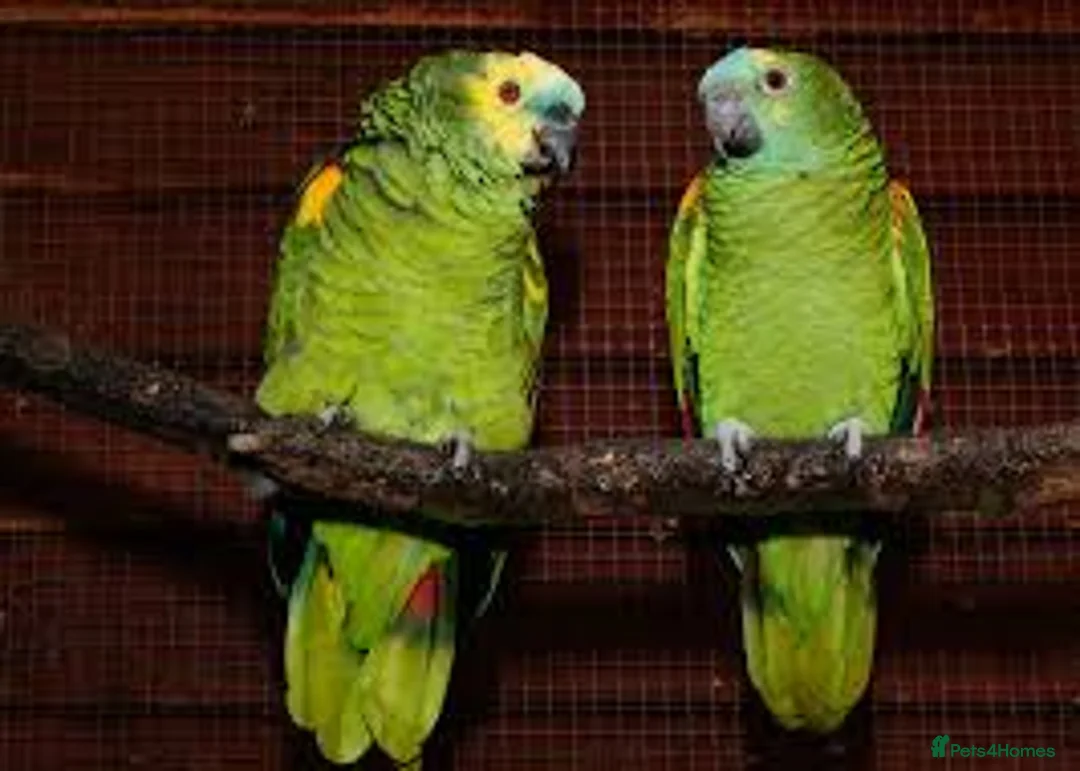 Parrots birds for sale: Wanted Blue Fronted Amazon Parrot - Advert 1