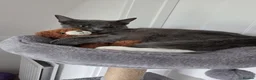 Mixed Breed cats for sale: Bonded Pair Cats Ronnie & Reggie *Free* - Advert 3