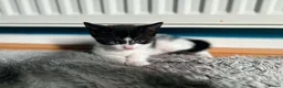 Mixed Breed cats for sale: 4 kitten looking for lovely home  - Advert 6