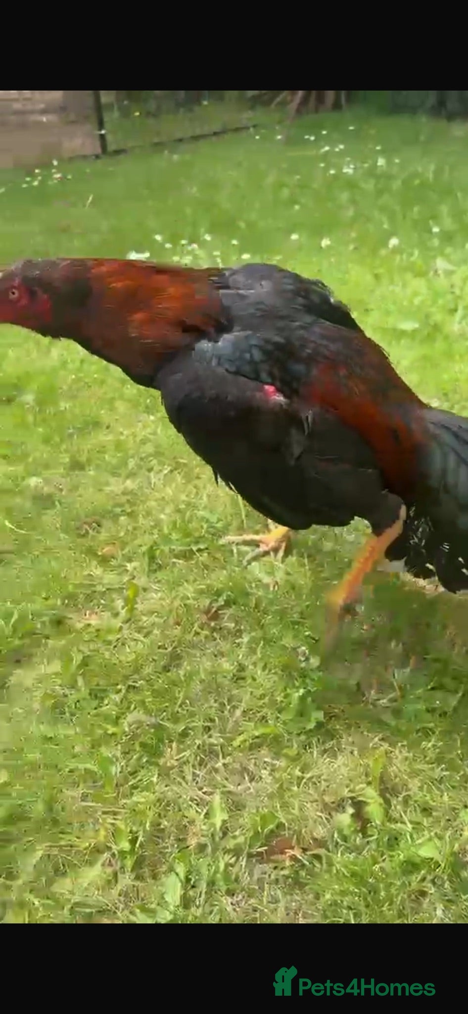 Chickens poultry Male for sale  - Advert 2