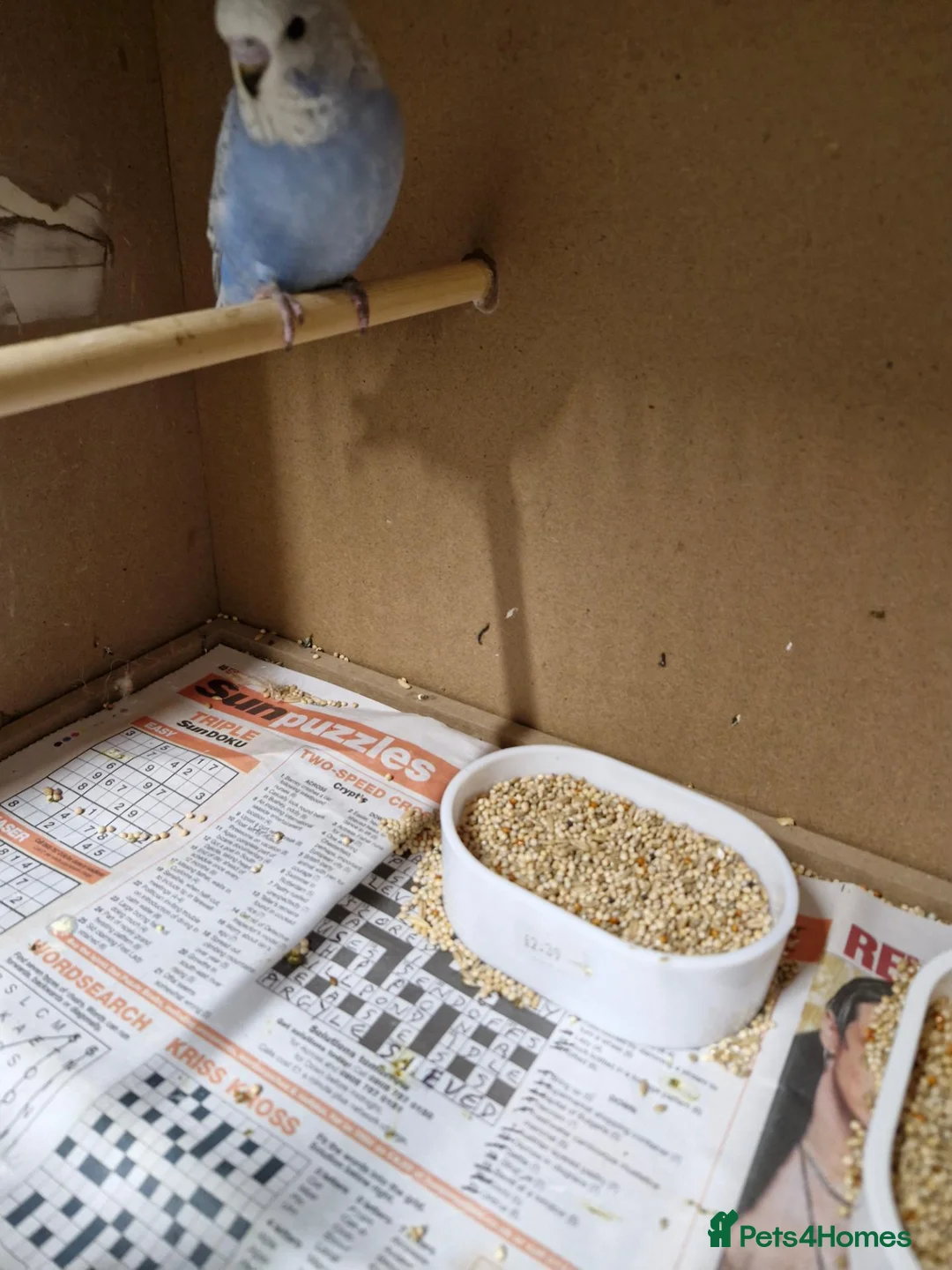 Budgerigars birds for sale: Baby budgies - Advert 2