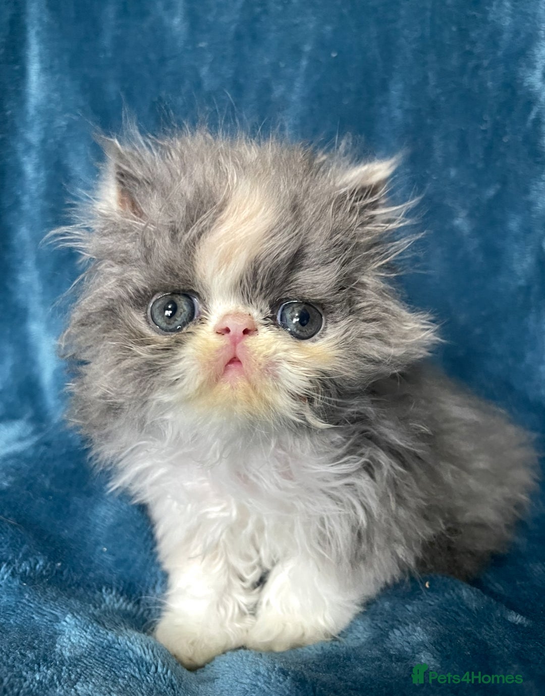 Exotic cats for sale:  EXOTIC KITTEN READY DEC CHAMPION LINES - Advert 2