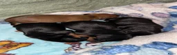 Miniature Pinscher dogs for sale: 4 Beautiful Mini Pin Puppies for Sale ♥️ in Huddersfield - Advert 2