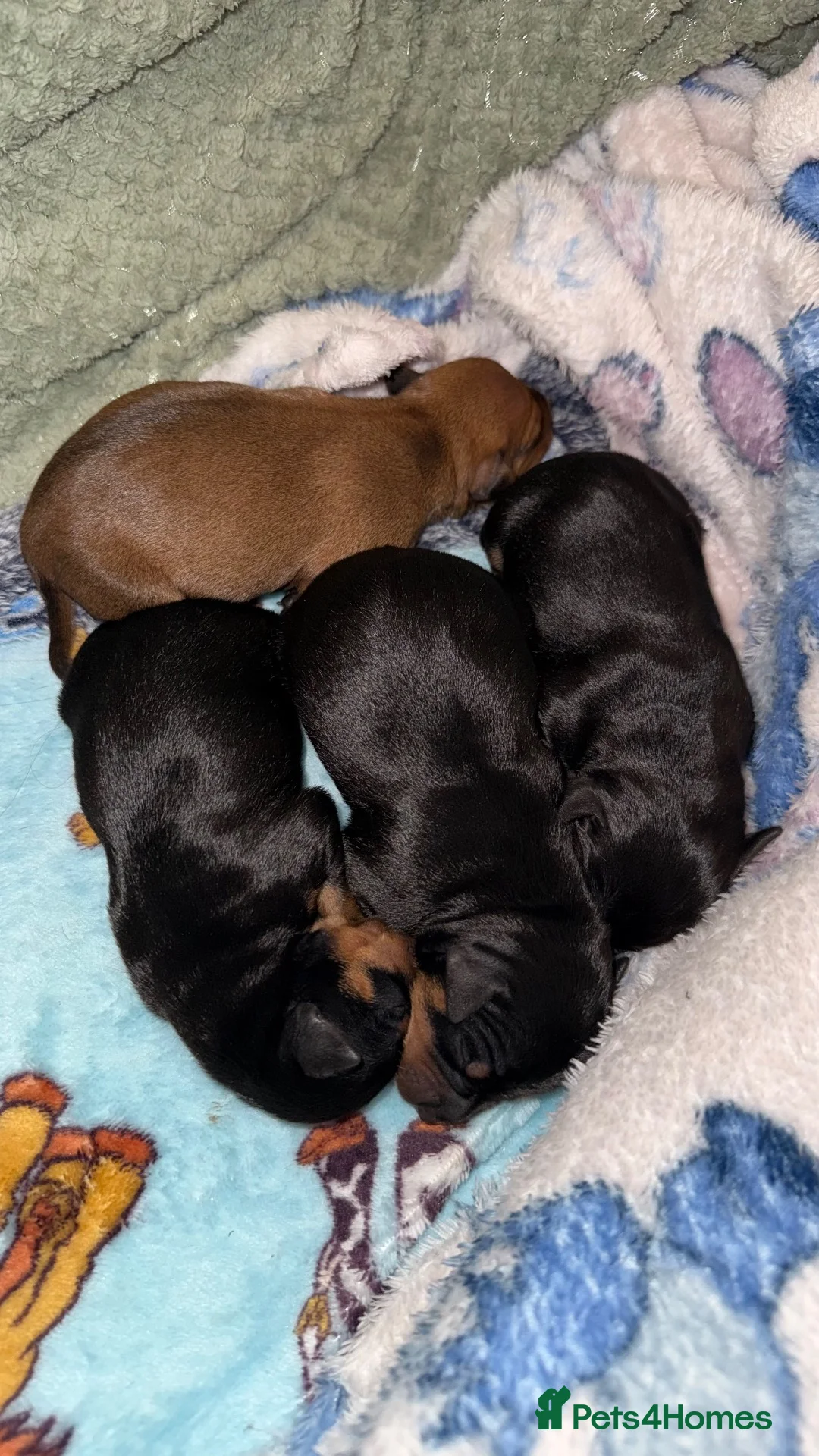 Miniature Pinscher dogs for sale: 4 Beautiful Mini Pin Puppies for Sale ♥️ in Huddersfield - Advert 2