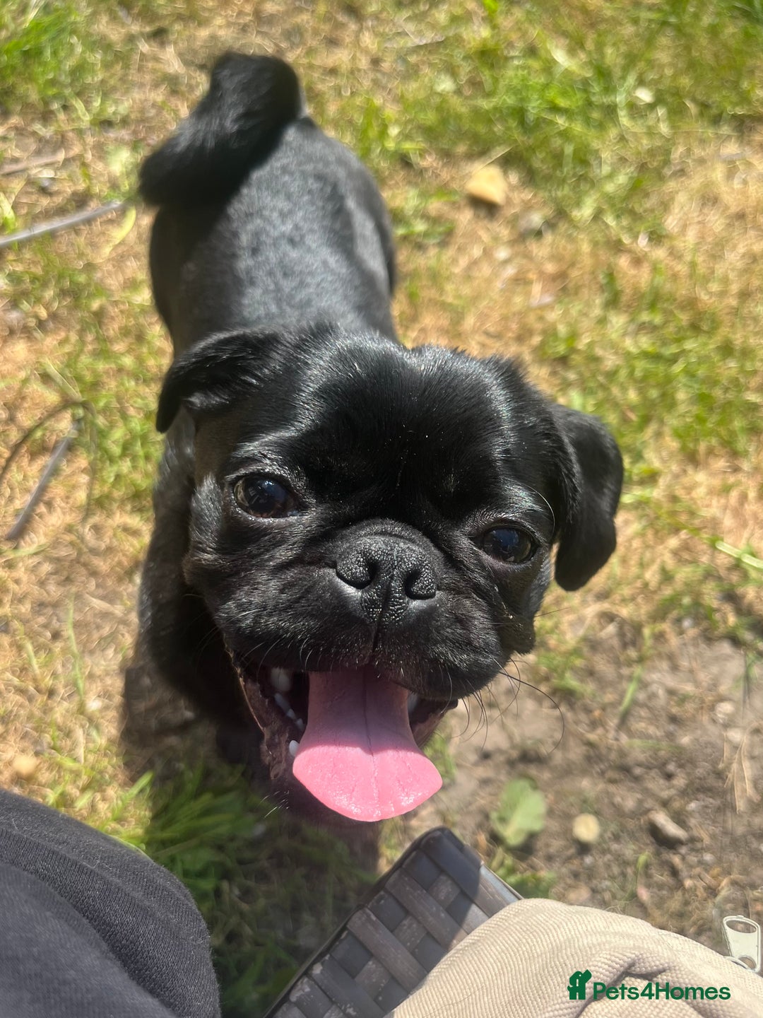 Pug dogs for sale: Edna the pug - Advert 4