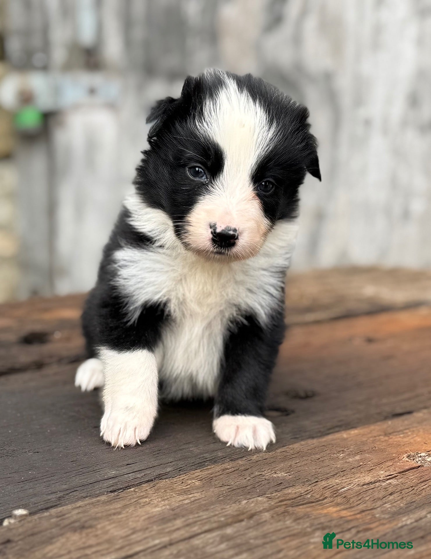 Border Collie dogs Fully health tested collie pups  - Advert 2