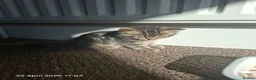 Mixed Breed cats for sale: Kittens for sale  - Advert 3