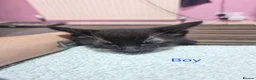 Mixed Breed cats for sale: Black kittens  - Advert 7