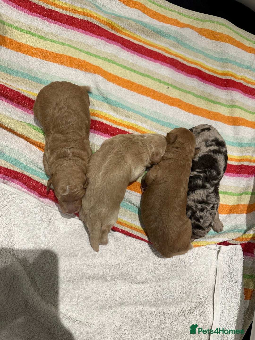 Cavapoo dogs for sale: F1B Cavapoo Puppies - Advert 7