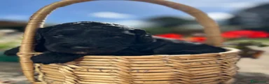Cockapoo 1 