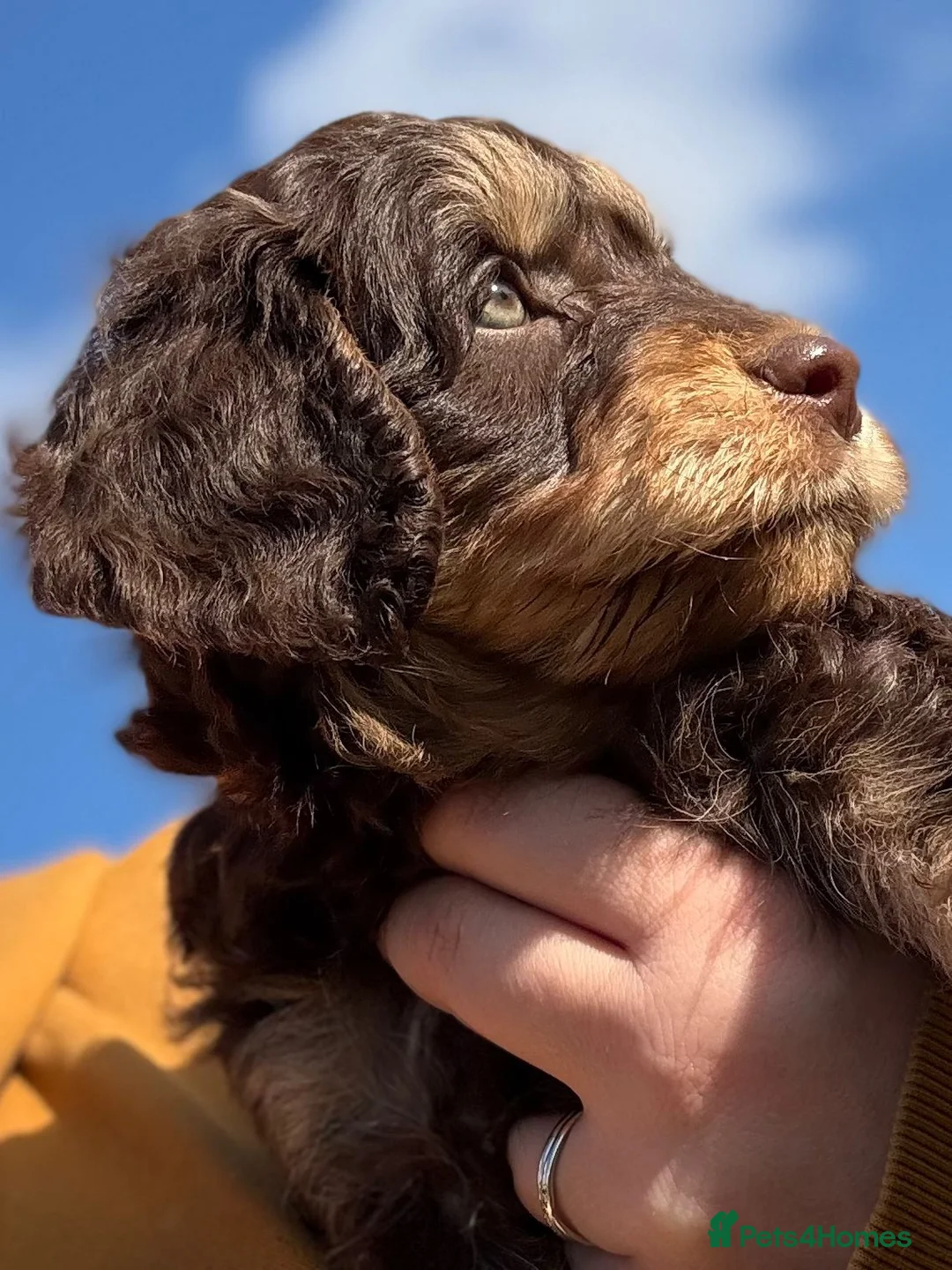 Labradoodle dogs for stud: Gorgeous blue Merle labradoodle stud in Swadlincote - Advert 12