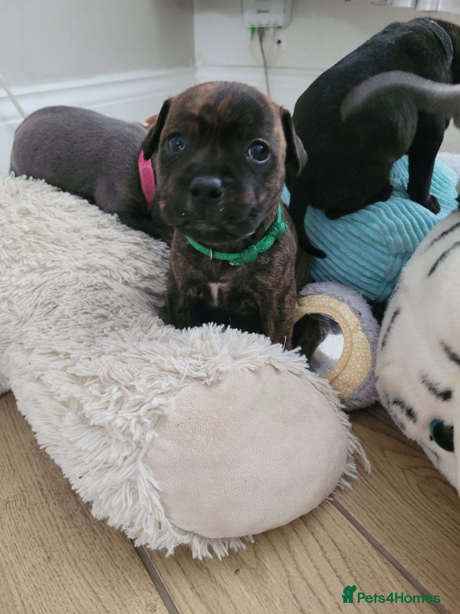 Mixed Breed dogs Staffie cross mastiff - Advert 2