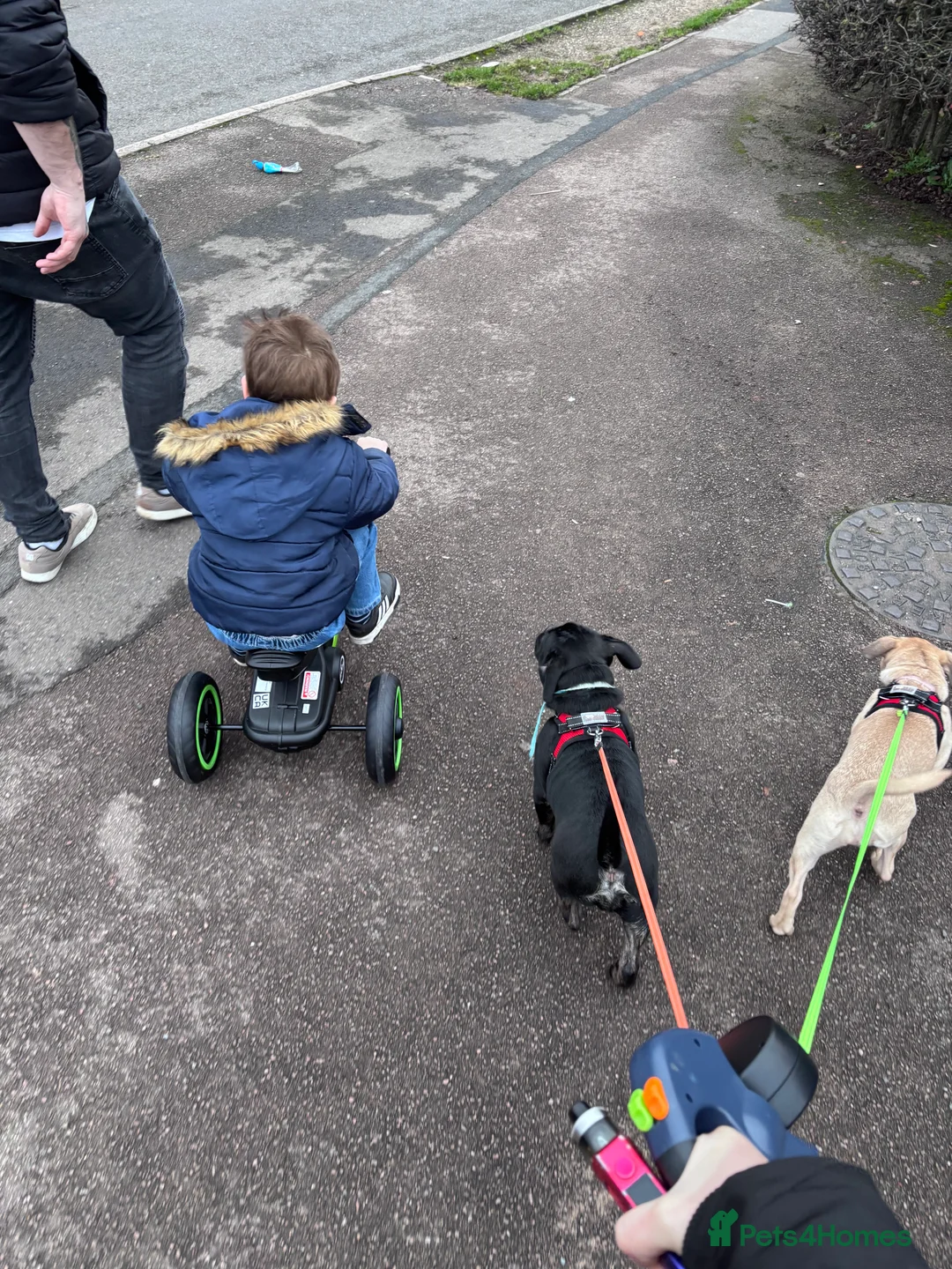 Frug dogs for sale: Male and female frug puppies  - Advert 5