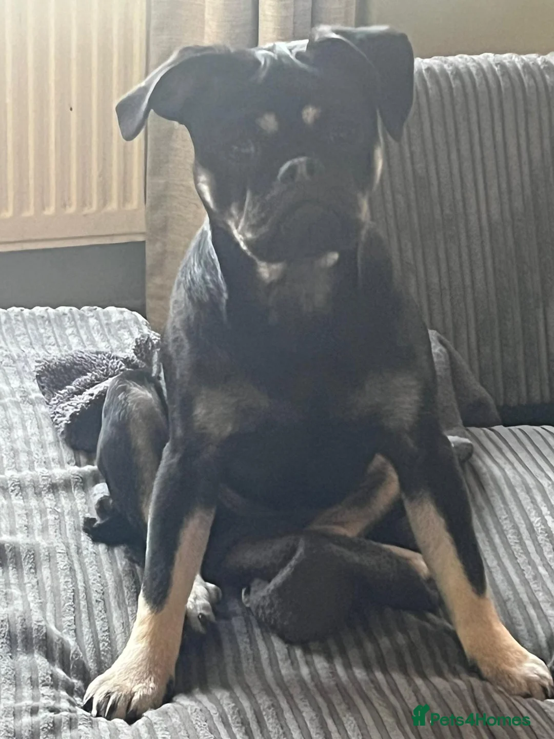 Frug dogs for sale: Female Frug in Sherborne - Advert 2