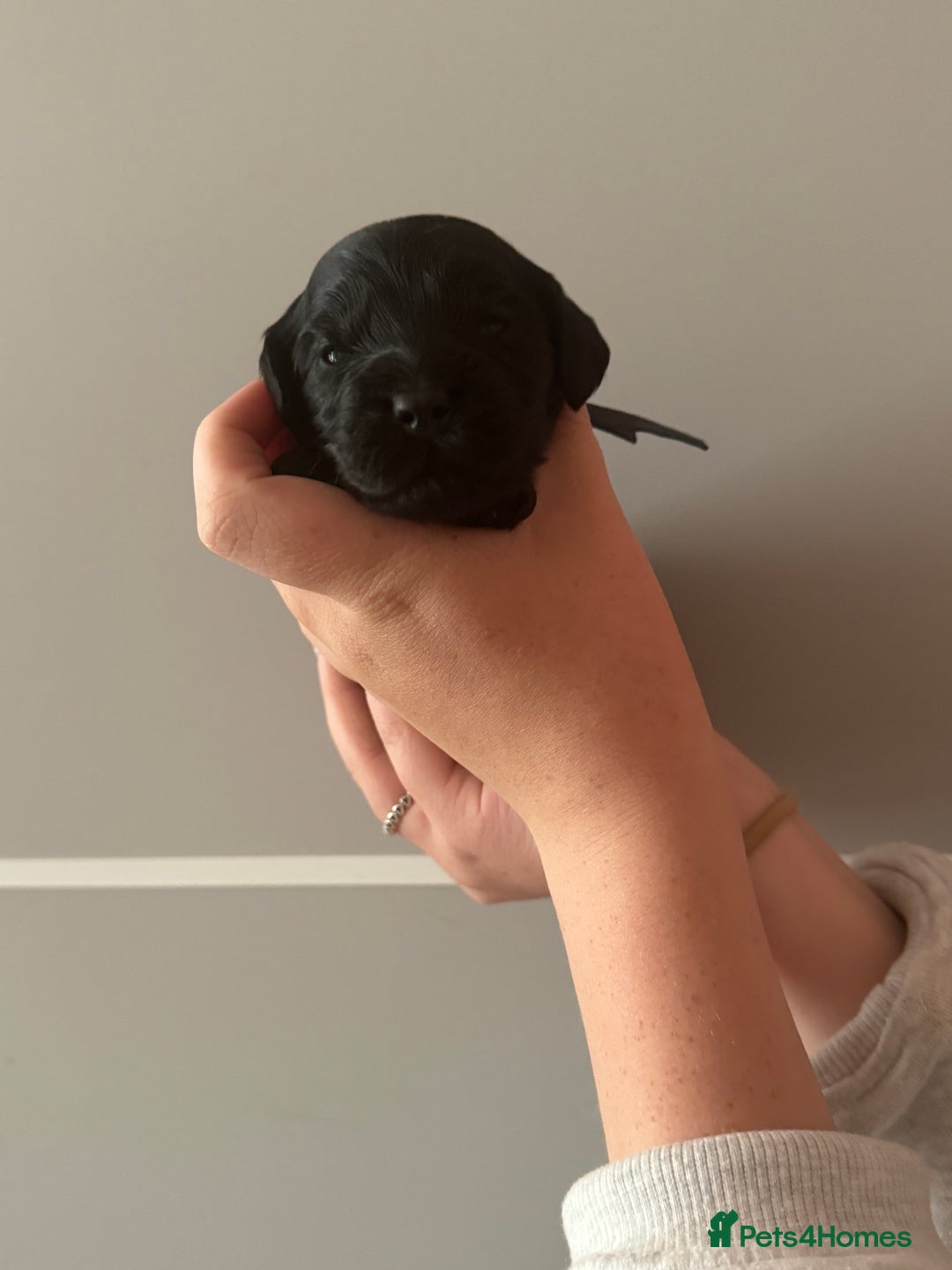 Cockapoo dogs for sale: F1 Cockapoo Puppies - Image 4