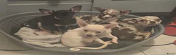 Chihuahua dogs for sale: Chihuahua puppies merle, white, black  in Colchester - Advert 2