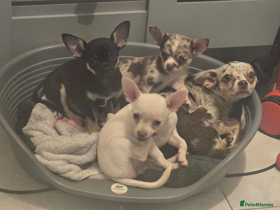 Chihuahua dogs for sale: Chihuahua puppies merle, white, black  in Colchester - Advert 2