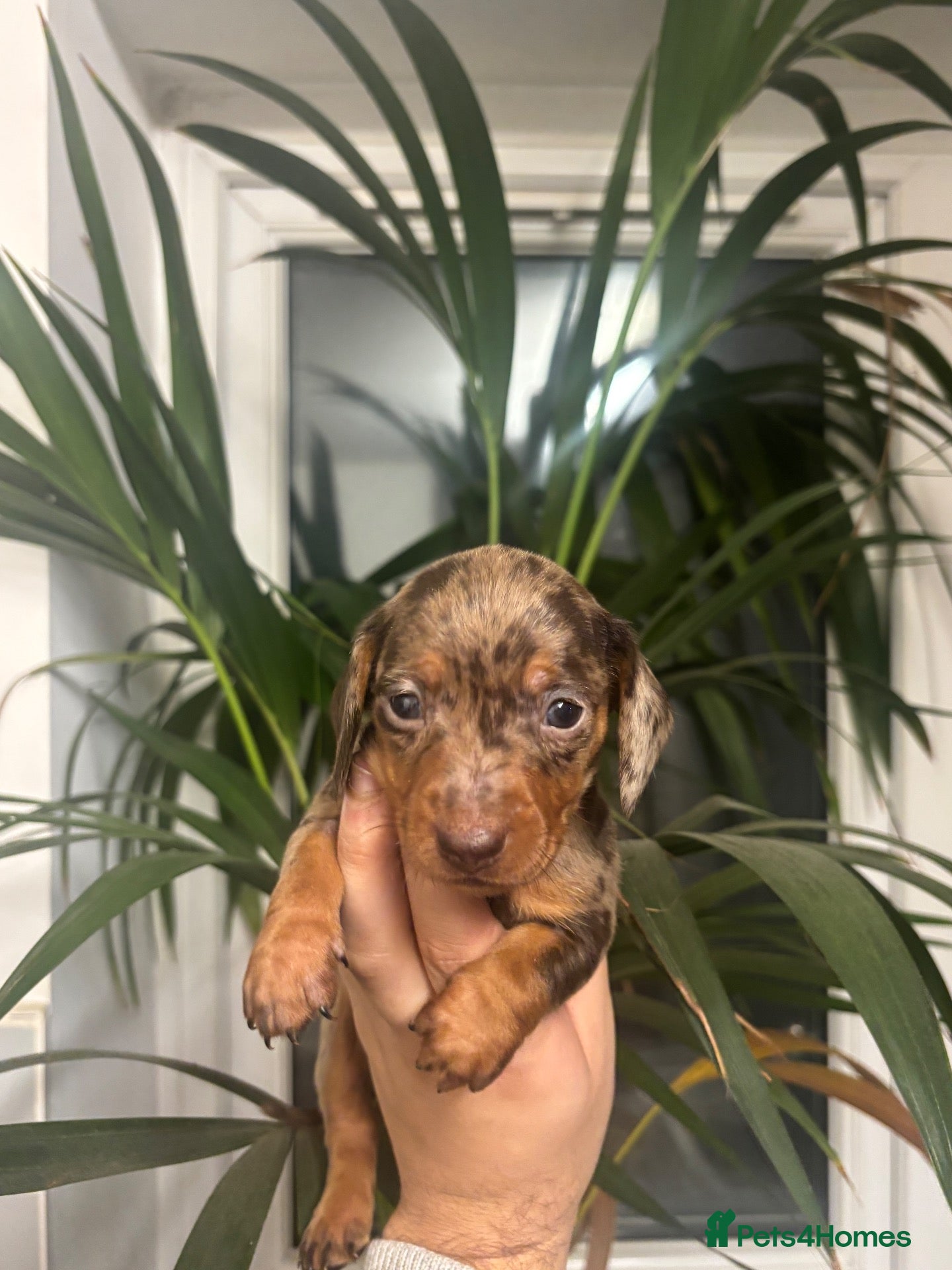 Miniature Dachshund dogs 🐶❤️Miniature Dachshund Puppies 🐶❤️ - Advert 4