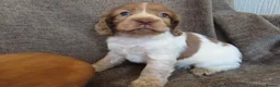 Cocker Spaniel dogs for sale: ⭐️⭐️Show type cocker spaniel puppies⭐️⭐️ - Advert 10