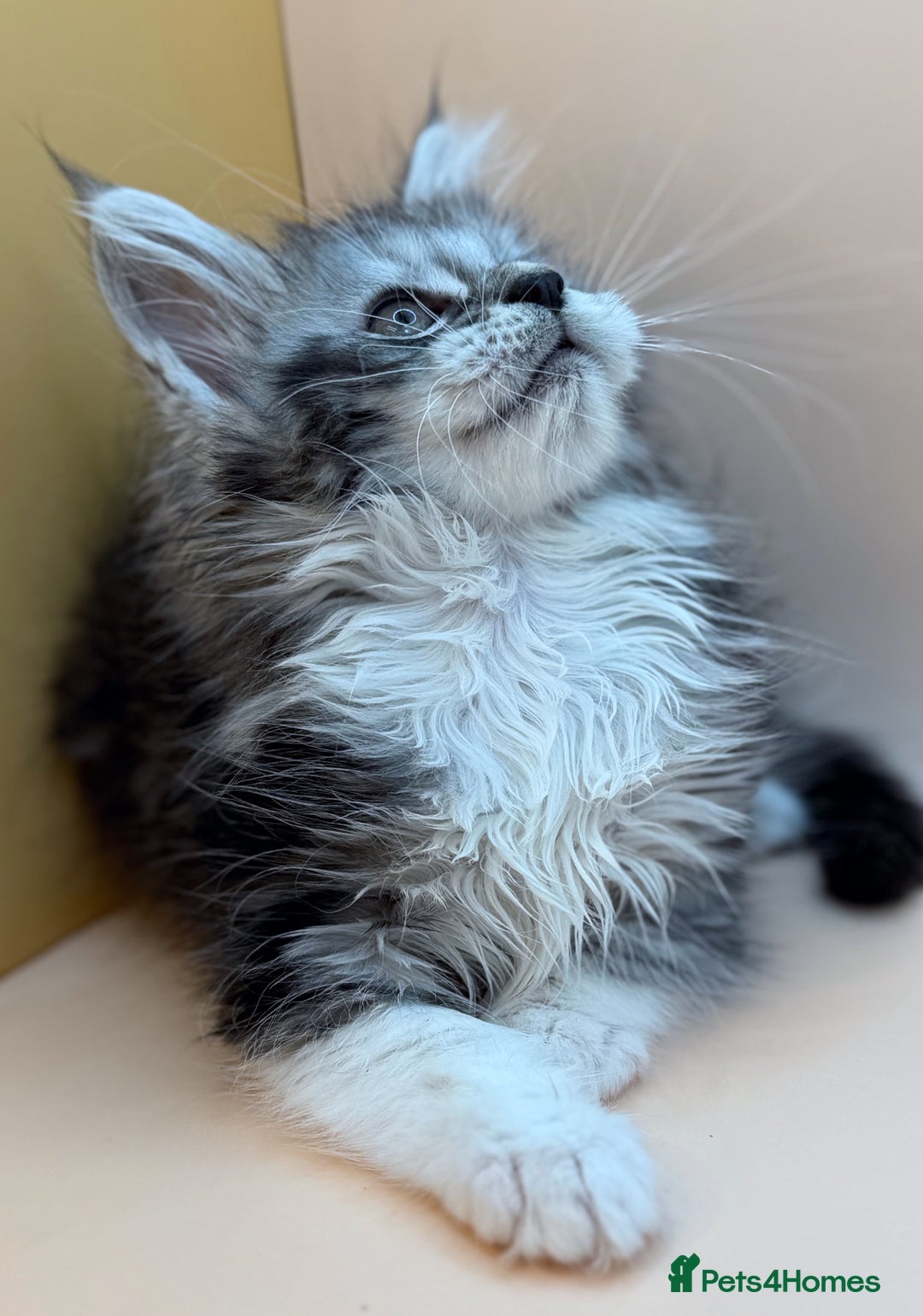 Maine Coon cats for sale: Maine Coons with Tests, Papers, Vet Checks & Vacc. - Advert 31