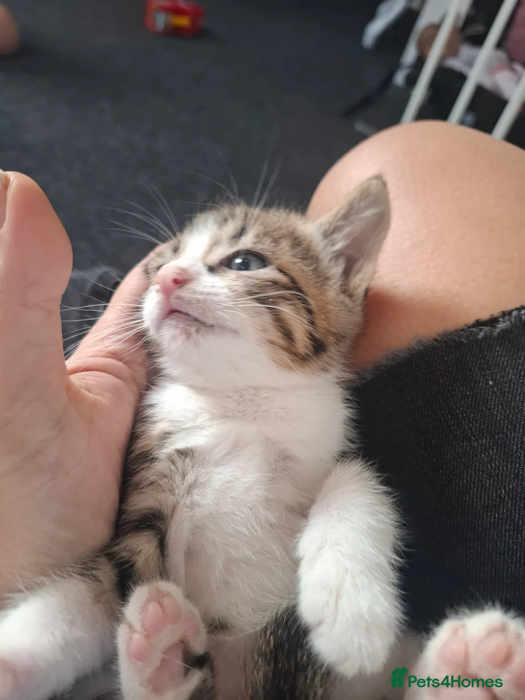 Mixed Breed cats for sale: 4 beautiful kittens - Advert 6