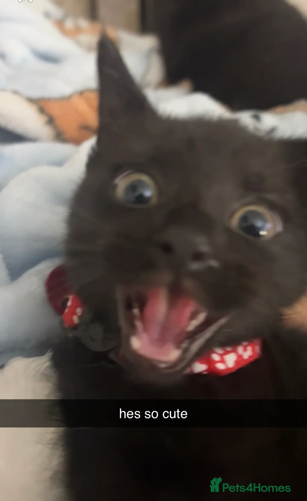 Mixed Breed cats for sale: Adorable friendly kittens  - Advert 2