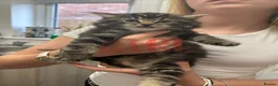 Norwegian Forest Cat cats for sale: Three beautiful kittens-ready 29. March - Advert 4