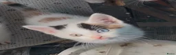 Mixed Breed cats for sale: Beautiful kittens - Advert 5