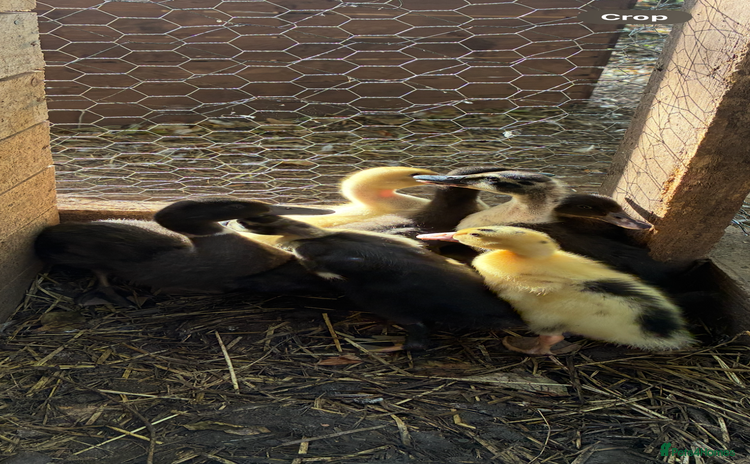 Ducks poultry - Advert 3
