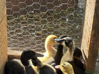 Ducks poultry - Advert 10