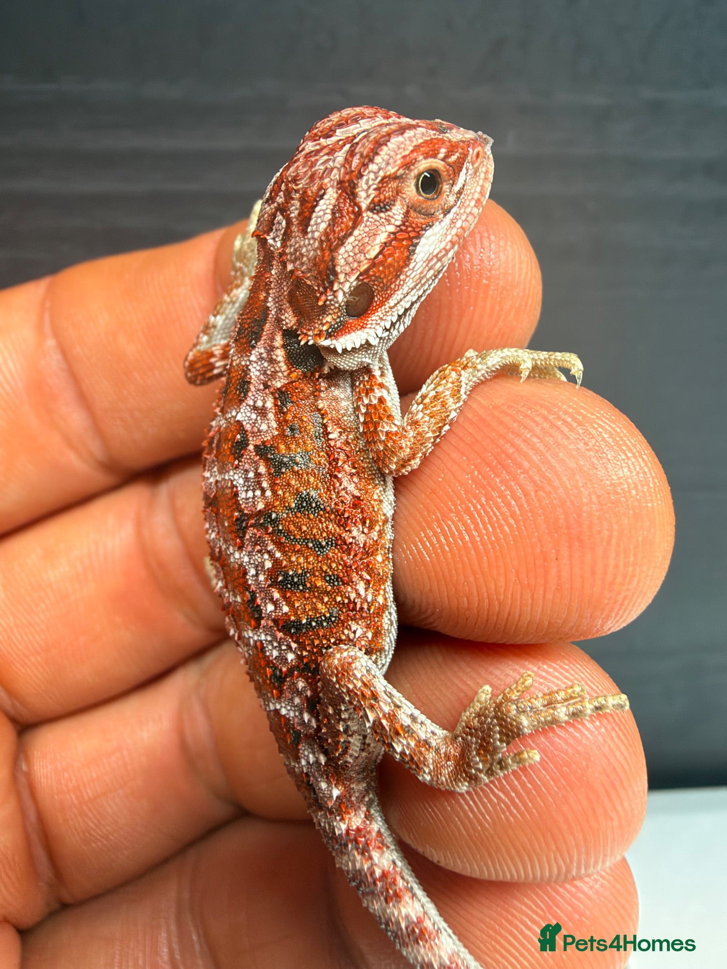 Bearded Dragon reptiles Stunning Baby Bearded Dragons – Monster x Spanish  - Advert 2