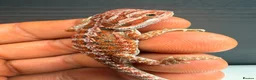 Bearded Dragon reptiles for sale: Stunning Baby Bearded Dragons – Monster x Spanish  - Advert 2