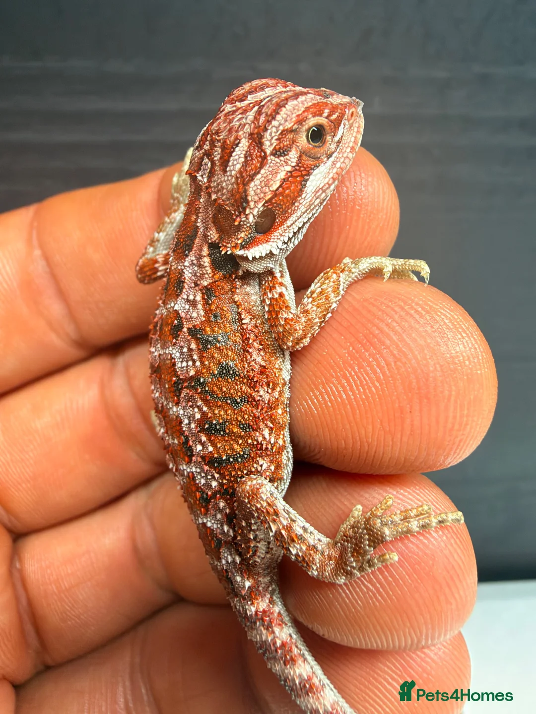 Bearded Dragon reptiles for sale: Stunning Baby Bearded Dragons – Monster x Spanish  - Advert 2