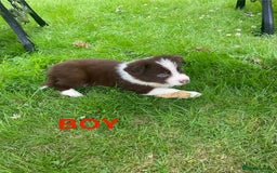 Mixed Breed dogs for sale: Border collie/Welsh collie puppies for sale - Image 5