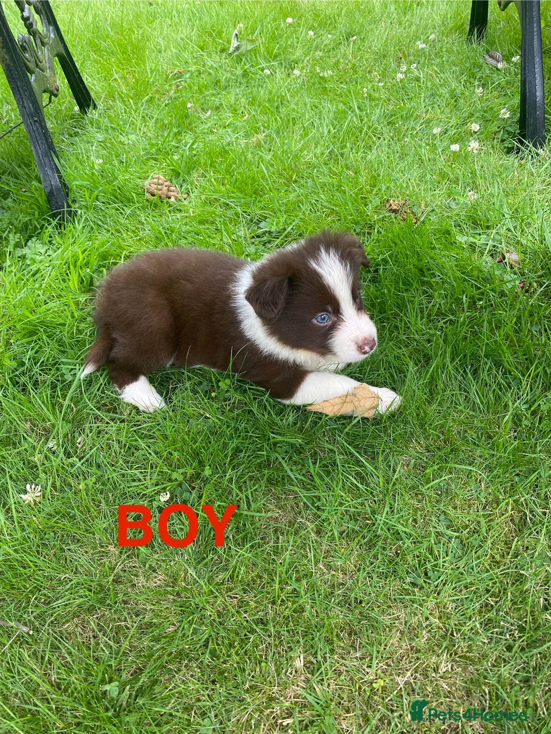 Mixed Breed dogs for sale: Border collie/Welsh collie puppies for sale - Image 5