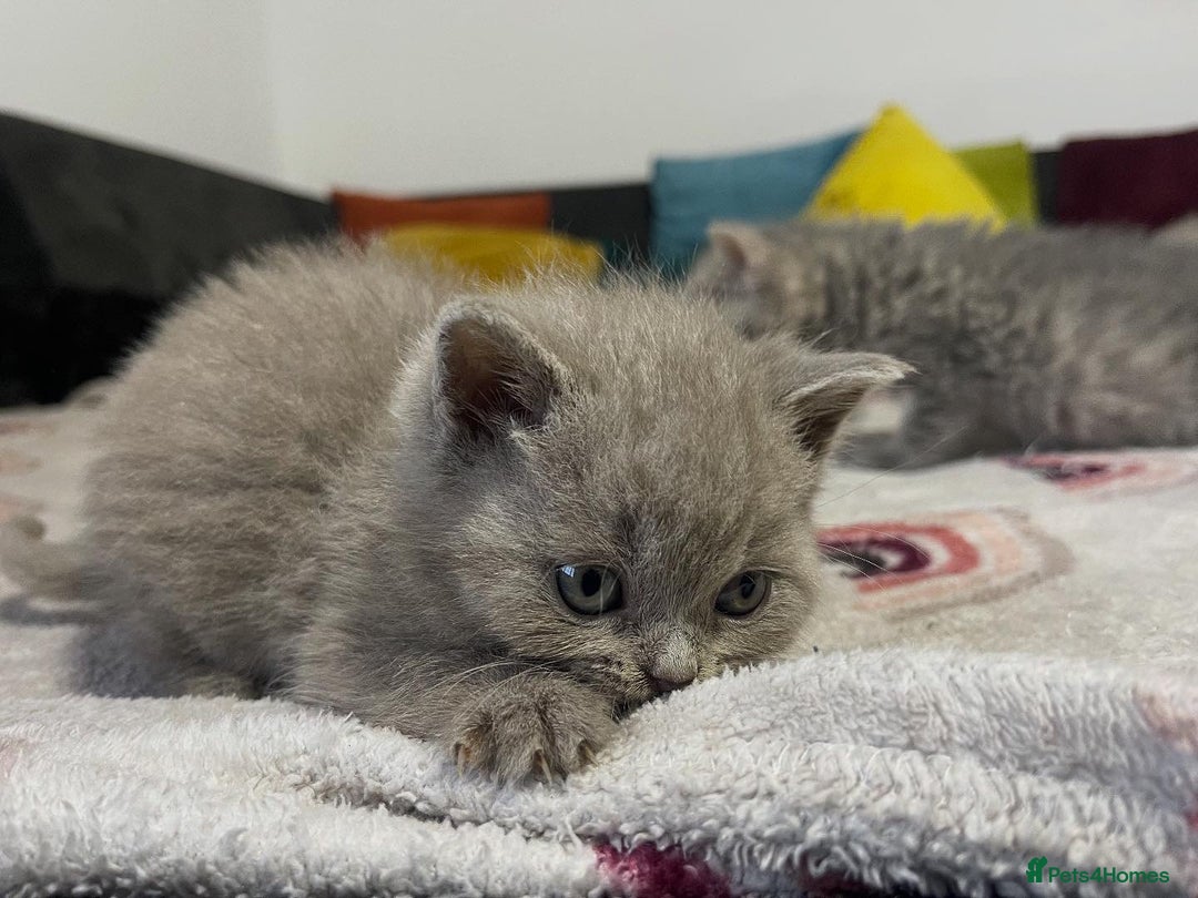 British Shorthair cats for sale: British shorthair kittens responsibly bred - Image 6