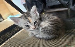 Mixed Breed cats for sale: (NEED HOMES) Beautiful kittens white/ginger - Image 22