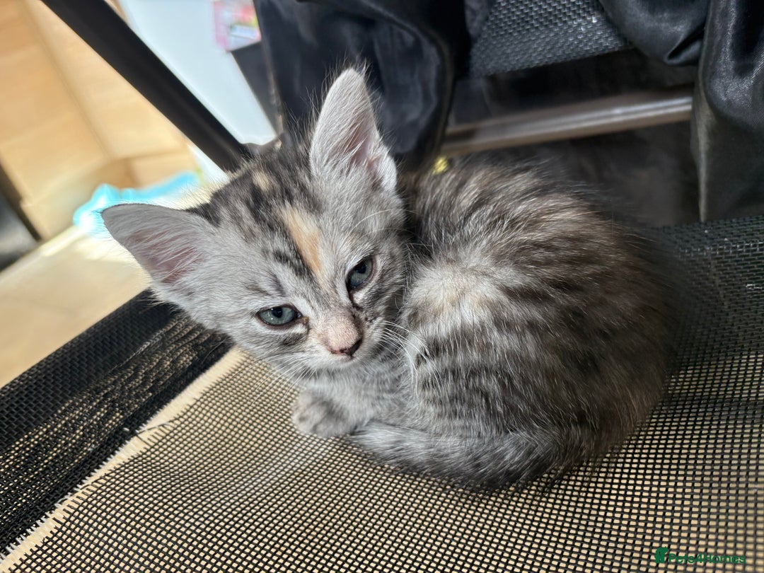 Mixed Breed cats for sale: (NEED HOMES) Beautiful kittens white/ginger - Image 22