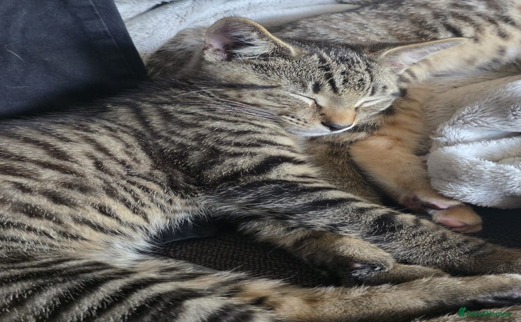 Bengal cats - Advert 1
