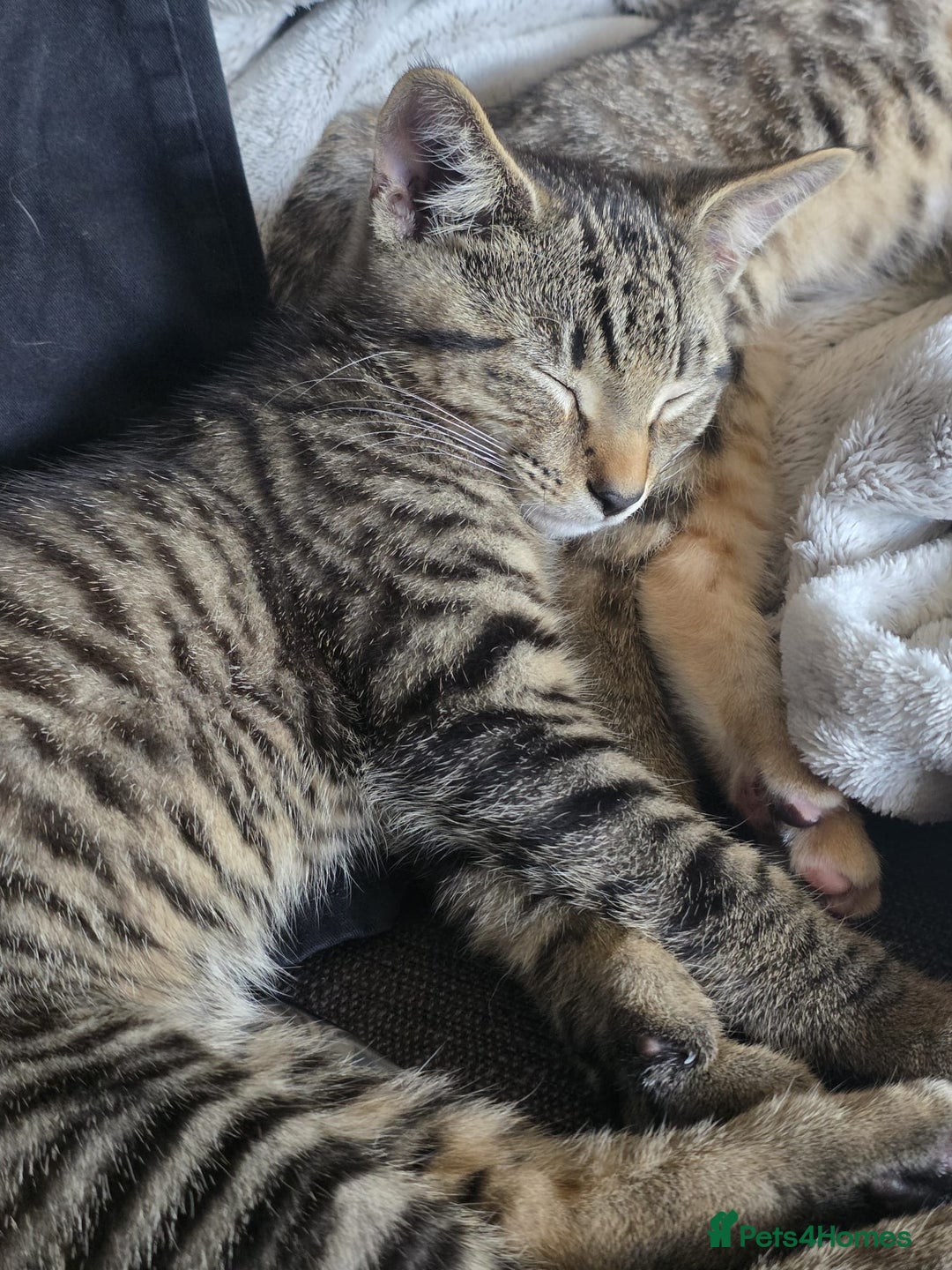 Bengal cats for sale: Beautiful part bengal boy - Image 1