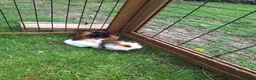 Guinea Pig rodents for sale: Baby male guinea pigs for sale ready soon - Advert 2