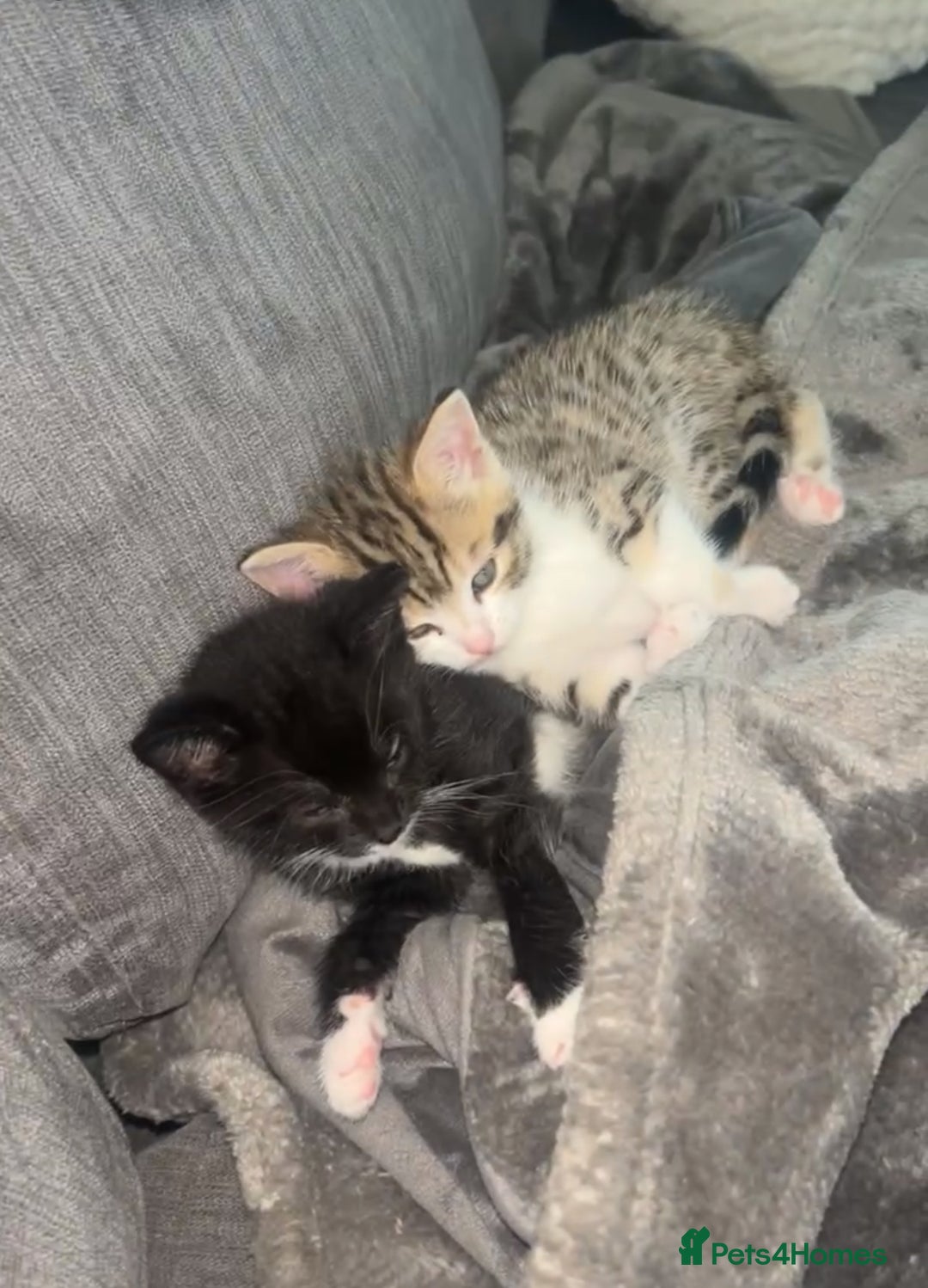 Domestic Shorthair cats for sale: 2 kittens for sale - Image 1