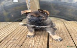German Shepherd dogs for sale: READY NOW - Image 1