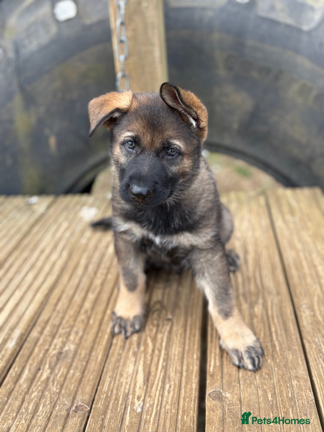 German Shepherd dogs for sale: READY NOW - Image 1