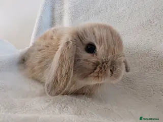 Mini Lop rabbits Beautiful Mini Lop Babies - Advert 7