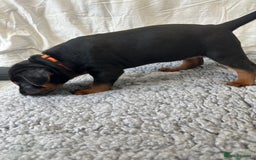 Mixed Breed dogs for sale: Pure breed Chinese red dog puppies/Laizhou Hong - Image 18